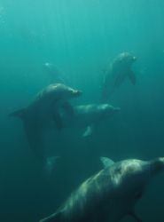 Group of bottlenose dolphins - Fitzgerald bay, South Aust... by Ron Hardman 